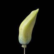 hyacinthknop (hyacinthus orientalis) 3-2013 4299